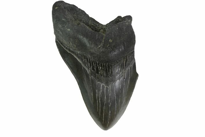 Partial, Fossil Megalodon Tooth - South Carolina #158910